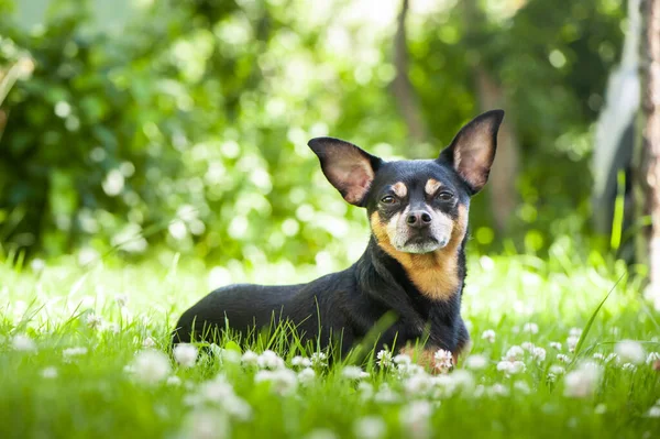 Собака лежить у соковитій зеленій траві. Якісне рекламне фото. Домашні тварини гуляють влітку — стокове фото