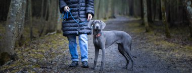  Mavi Weimaraner köpeğini eğiten kız dışarıda doğar, kız köpeği rafa kaldırır, kameraya bakarlar.