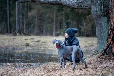  Mavi Weimaraner köpeğini eğiten kız dışarıda ürer, köpek komutu dinler ve uzaklığa bakar.