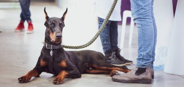 Köpek sergisi, Owen 'lı Doberman.
