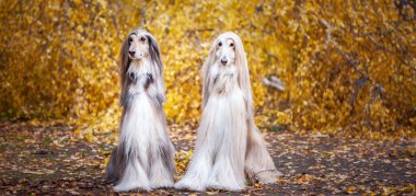 İki köpek, güzel Afgan tazıları, portre, sonbahar ormanının arka planında, kameraya bakıyorlar..