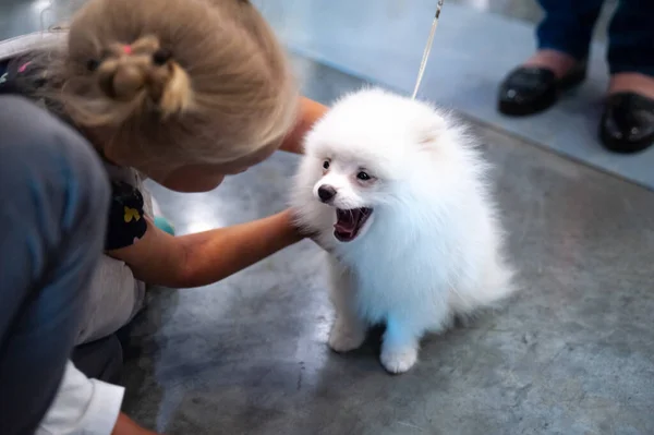 Leuke Puppy Witte Spitz Speelt Met Kinderen Een Hondenshow Ziet — Stockfoto