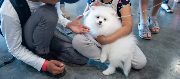 Leuke Puppy Witte Spitz Speelt Met Kinderen Een Hondenshow Ziet — Stockfoto