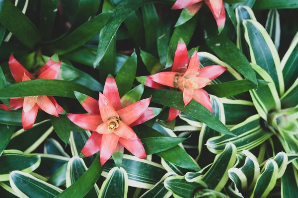 Fundo Folhas Flores Tropicais Coloridas Padrão Exótico — Fotografia de Stock