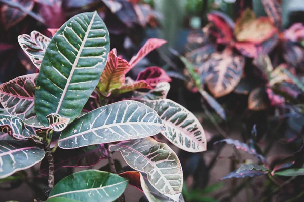 Schöne Strukturierte Tropische Blätter Hintergrund Stilvolle Getönte Umweltfreundliche Muster — Stockfoto