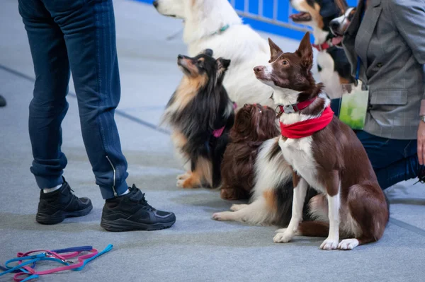 Cute dogs of different breeds at the exhibition, sitting in a group and listening to commands