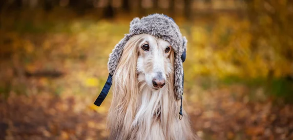 Perro Sabueso Afgano Con Divertido Sombrero Piel Sobre Fondo Del —  Fotos de Stock