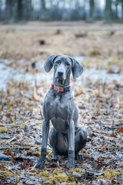 Doğadaki Güzel Mavi Weimaraner Cinsi Köpek Portresi Kameraya Bakıyor — Stok fotoğraf