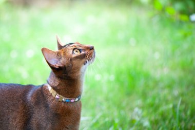 Yakalı Habeş kedisi, sulu yeşil çimenlerde yürüyor, yukarı bak. Yazın yürüyen hayvanlar, metin için alan