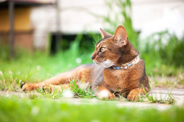 Абиссинская Кошка Воротнике Лежит Сочной Зеленой Траве Высококачественное Фото Рекламного — стоковое фото
