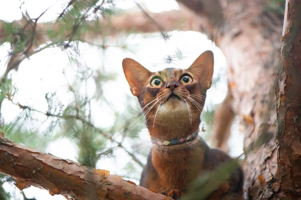 Abyssinian cat in collar, sitting in a tree. High quality advertising stock photo. Pets walking in the summer