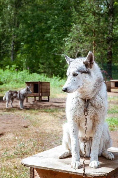 Hondenras Husky Kinderkamer — Stockfoto