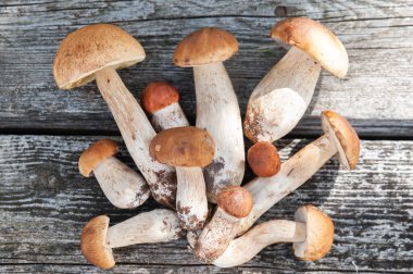 Porselen ve mantarlar masanın üzerinde doğal yeşil bir zemin üzerinde, düz bir zemin, yukarıdan manzara.