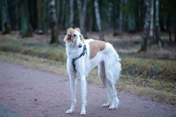 Retrato Belo Galgo Russo Cão Borzoi Olhando Parque Primavera — Fotografia de Stock