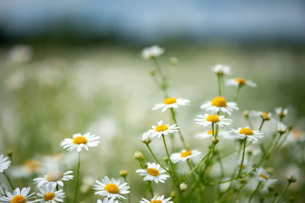 Daisies Field Spring Summer Theme Beautiful Landscape — Stock Photo, Image