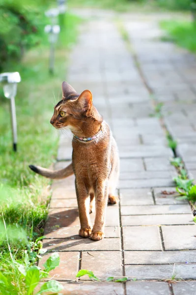 Gato Abissínio Colarinho Caminhe Pelo Caminho Jardim Animais Estimação Andando — Fotografia de Stock