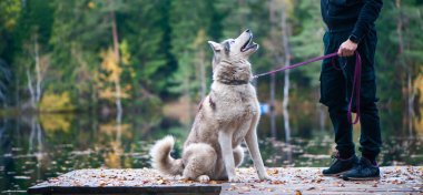 Köpek spa 'sı, spa' da rahatlayan sevimli bir hayvan, komik bir bakım, yıkanma ve hayvanlarla ilgilenme konsepti. 