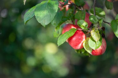 Bahçedeki bir dalda sulu kırmızı elmalar, mesaj için yer. Elma hasat teması