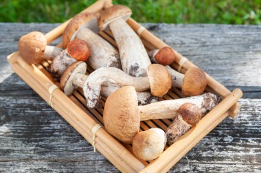 Porselen ve mantarlar masanın üzerinde doğal yeşil bir zemin üzerinde, düz bir zemin, yukarıdan manzara.