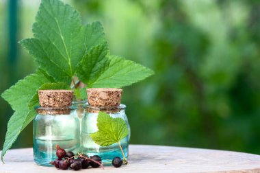 Frenk üzümü yağı, taze böğürtlen ve yapraklı şişeler doğal yeşil arka plan, biyolojik, organik, doğa kozmetik konsepti