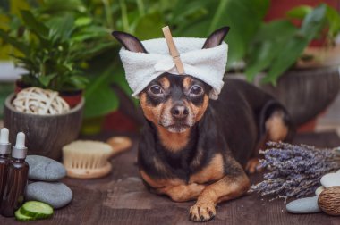 Köpek spa 'sı, spa' da rahatlayan sevimli bir hayvan, komik bir bakım, yıkanma ve hayvanlarla ilgilenme konsepti. 