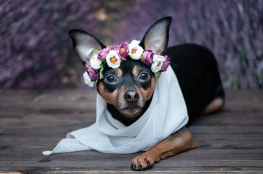 Lavanta tarlasının arka planında çiçek çelenginde komik bir köpek yavrusu. Romantik imaj, dişi köpek, bahar yazı.. 
