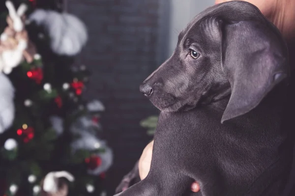 Dog is like a New Year\'s present. Cute dog Weimaraner puppy before the Christmas tree as a gift