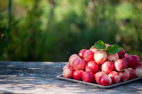 Juicy Red Apples Table Beautiful Natural Garden Background Apple Harvest — Stock Photo, Image