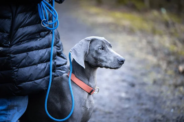 Güzel Mavi Bir Weimaraner Portresi Doğada Yaşayan Bir Köpek — Stok fotoğraf