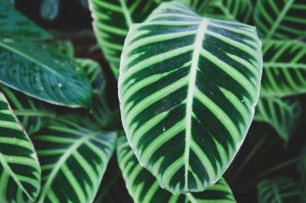 Große Grüne Tropische Blätter Hintergrund Textur Stilvoll Getöntes Umweltfreundliches Muster — Stockfoto