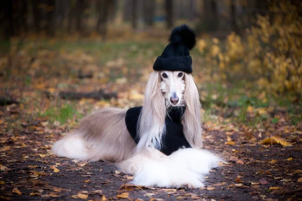 Dog Funny Very Cute Afghan Hound Hat Scarf Background Forest — Stock Photo, Image