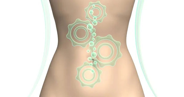 Green setup icons mechanism and bubbles on the background of the flat stomach. 3d illustration. Advertising of natural supplements for weight loss, accelerating the digestive process or improving the functioning of the stomach.