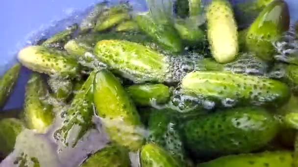 Washing Cucumbers Many Fresh Cucumbers Fill Pure Water — Stock Video