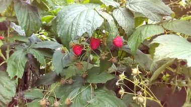 Ahududu çalısı ve olgun meyveler.