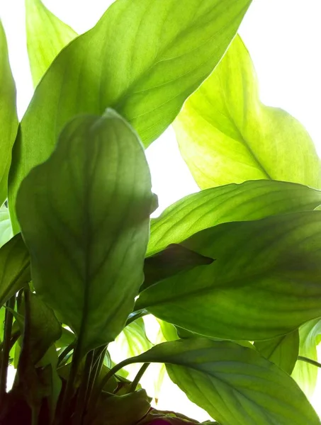 Spathiphyllum bitkisinin yeşil yaprakları. Arka ışık. Yaprak damarları görünür.