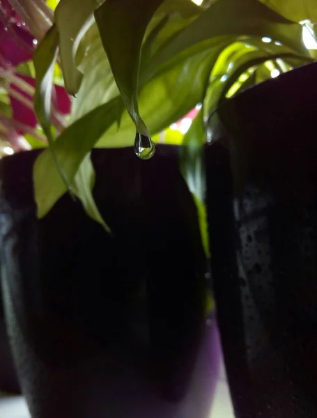 İzinden su damlası düşüyor. Çiçek bakımı. Mor saksılarda Spatphyllum.