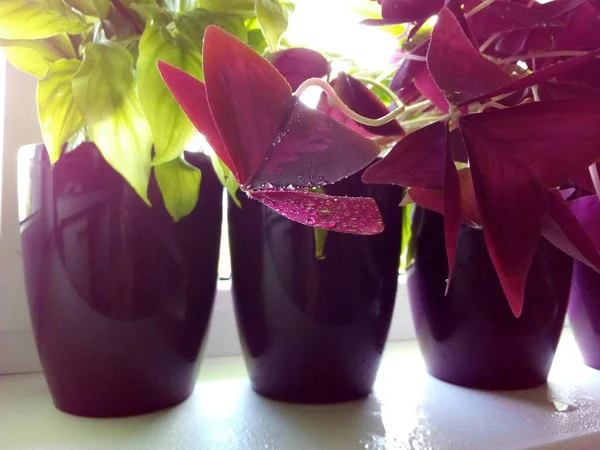 Ev çiçekleri spatifilyum ve oxalis triangularis mor tencere bir pencere üzerinde.