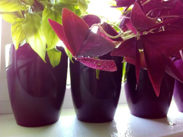 Квіти Будинку Спатіфіллум Оксаліс Трикутний Підвіконні Фіолетових Горщиках Ліцензійні Стокові Зображення