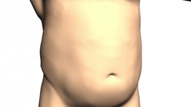 Şişman adam kilo verme süreci. Beyaz arka planda 3D animasyon. Koca göbek mükemmel karın kaslarına dönüşür. Müshil için 4k görüntü, kilo kaybı için diyet takviyeleri veya spor eğitimi promosyonu için.