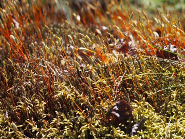 Kurutulmuş yosun ve Rus güneşli orman çim. Doğal renkli fotoğraf. Orta bant bitkilerde resmi. Kuru yatay yüzey. Yaz doğa kapak.