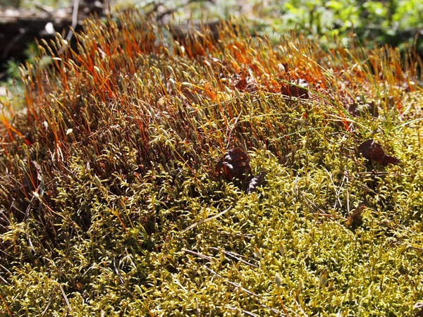 Getrocknetes Gras Und Moos Sonnigen Russischen Wald Natur Buntes Foto — Stockfoto