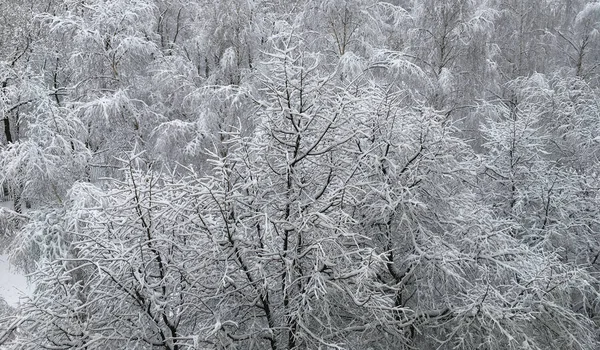 Aerial view of snow and rime forest. Winter trees top view image. Outdoor snow park zone with snowy branches on frozen air. Sunny day cold nature picture.
