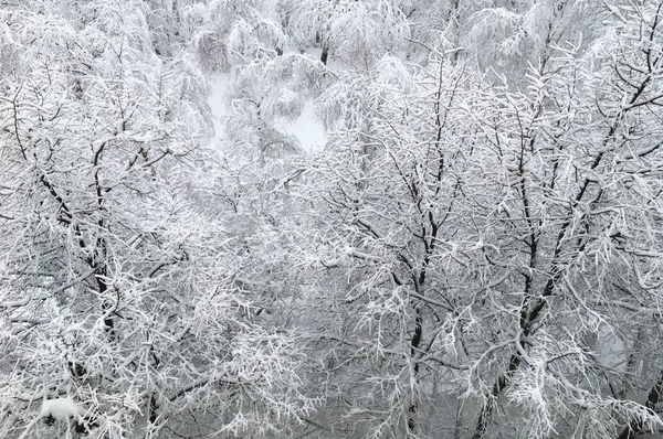 山顶上可以看到覆盖着树木的雪和雪 冬季森林顶部视图图像 室外雪公园区 在冰冻的空气中有雪枝 阳光明媚的日子寒冷的自然图片 — 图库照片