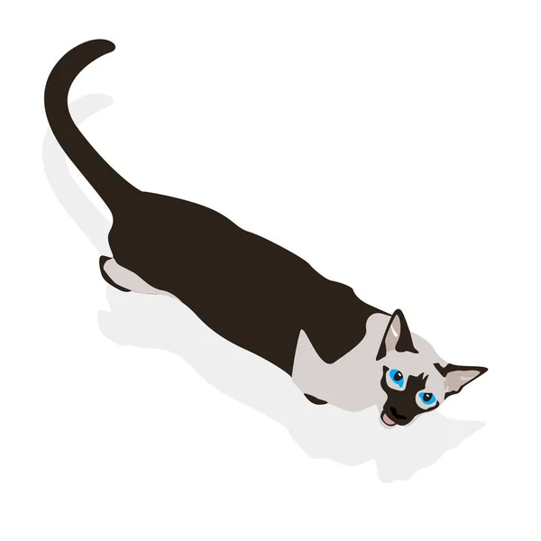 Siam Katze Charakter Vektor Design Haustier isoliert — Stockvektor