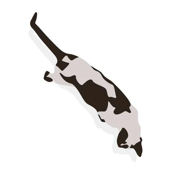 Siamês Gato Isolado Vetor Engraçado Pet Character — Vetor de Stock