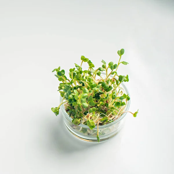 Green vegetables concept. micro greens — Stock Photo, Image