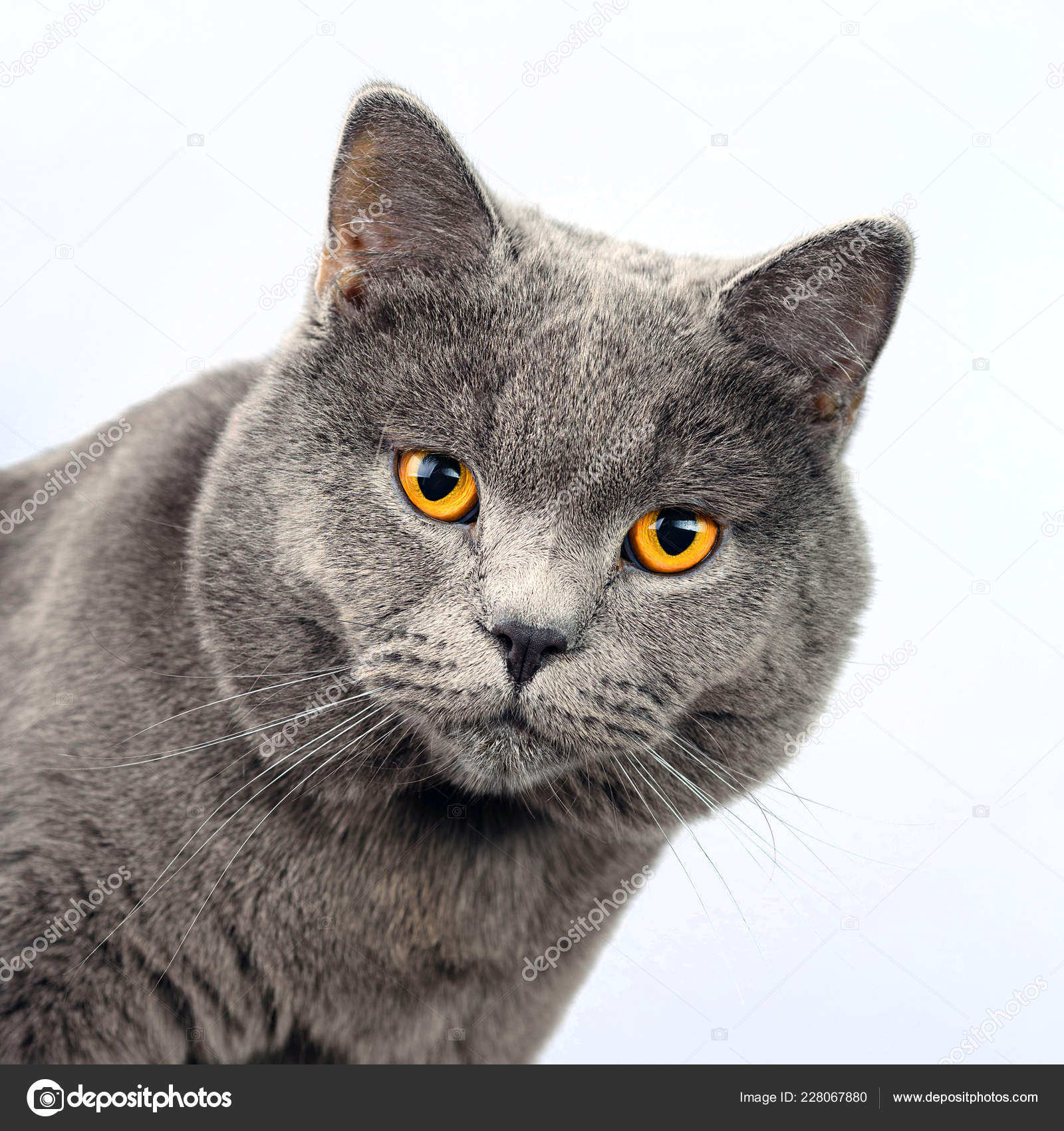 british gray cat