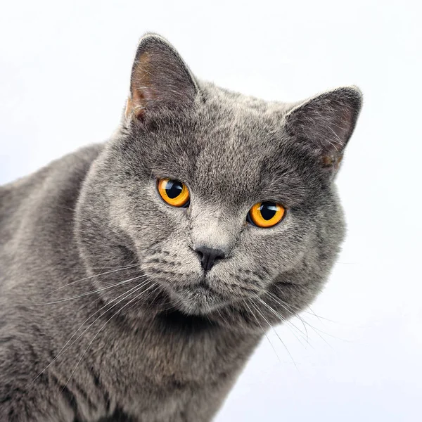Серый Кот Белом Фоне Британский Шотландский Прямой Кот Смотреть Камеру — стоковое фото