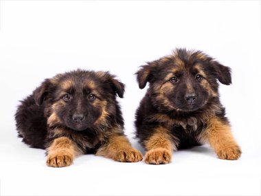 beyaz bir arka plan üzerinde poz iki Alman çoban köpek yavrusu