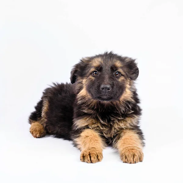 Een Duitse herder pup poseren op een witte achtergrond — Stockfoto